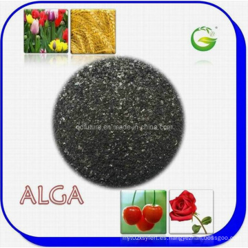 Extracto de algas orgánicas Fertilizante orgánico (ALGA WS100)